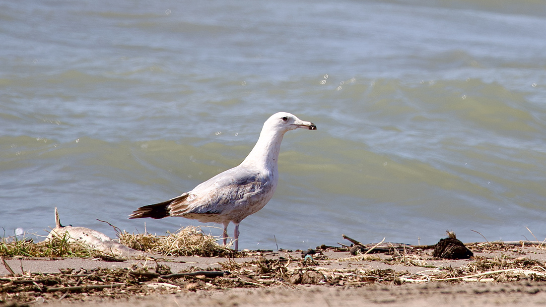 Seagull