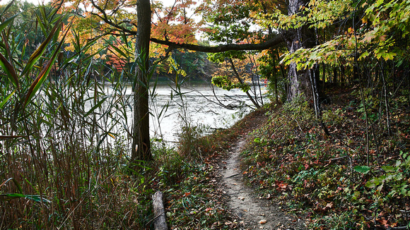 Forest Trail