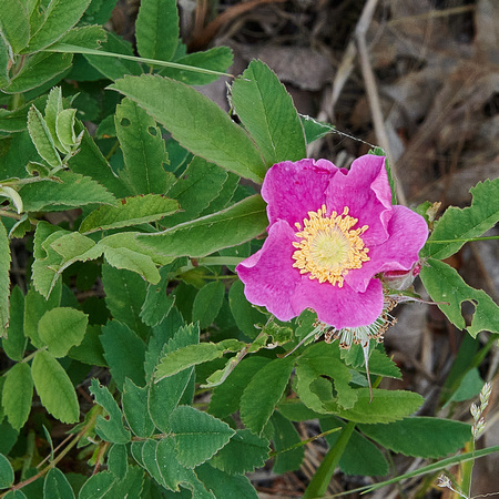 Wild Rose