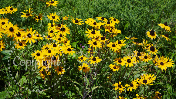 Black-eyed Susan