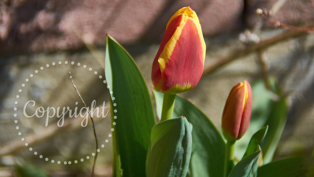 Tulips, #1, Frei Street Garden (Cobourg, ON).