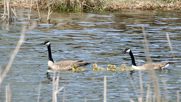 CG Goslings 1