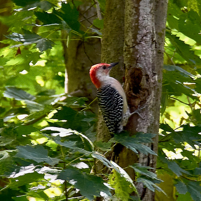 Wenda                                      Red-Bellied Woodpecker (Melanerpes carolinus).