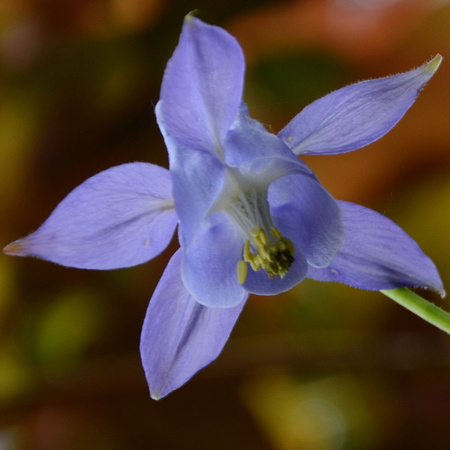 Columbine Blue