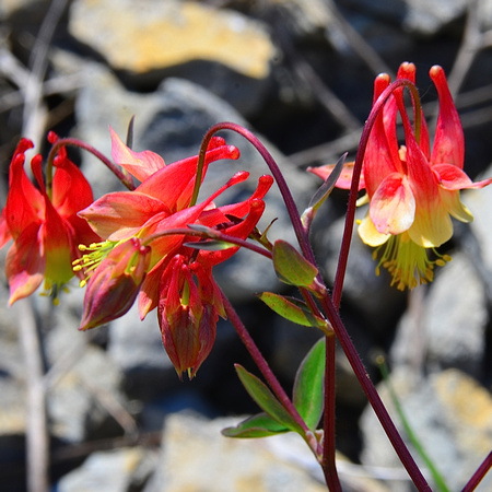 Columbine Red