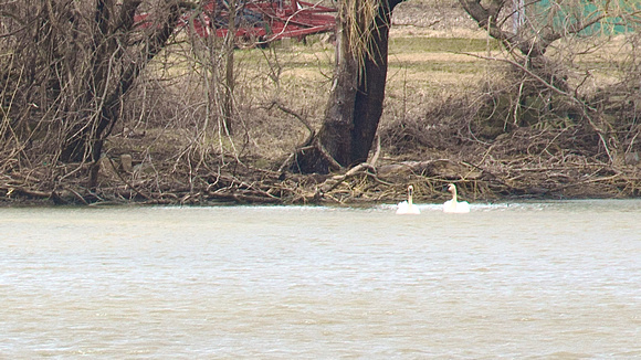 Trumpeter Swans