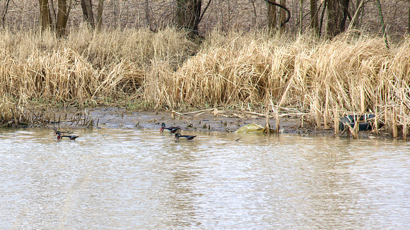 Wood Ducks