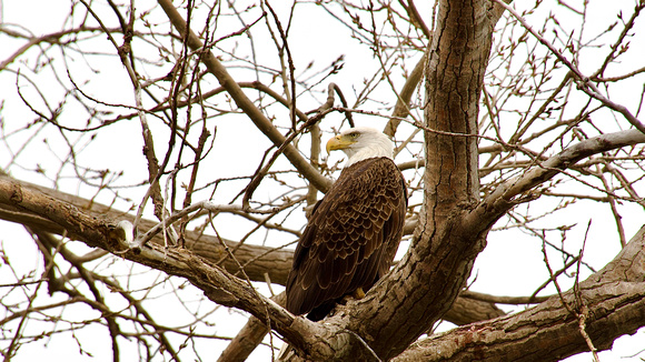 Bald Eagle, Mr. Michael Edwards, AKA "Eddie the Eagle" so named because of his wobbly landings.