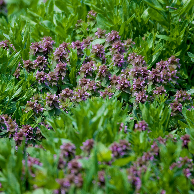 Purple Deadnettle