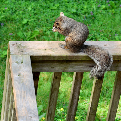 Horace (cousin of Fargo).     Eastern Grey Squirrel (Sciurus carolinensis).