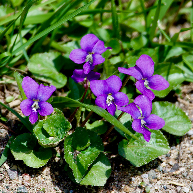 Early Blue Violet