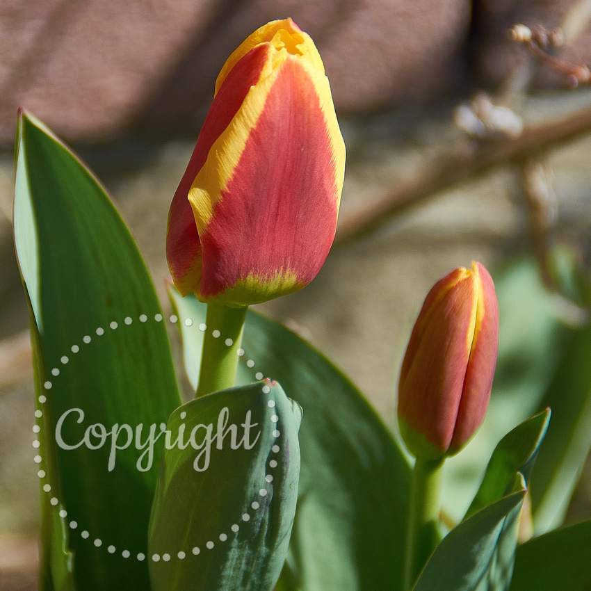 Tulips, #2, Frei Street Garden (Cobourg, ON).