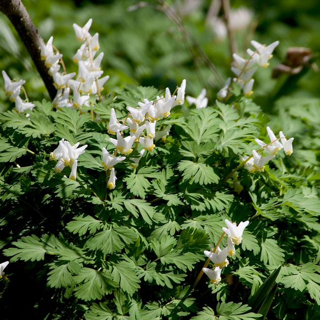 Dutchman's Breeches