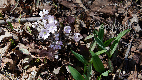 April 28 Hepatica