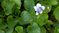 Violet ((Viola  blanda Willd.)  Commonly known as Sweet White and Woodland-white.