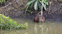 Beaver 1