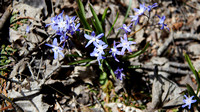 April 22 Squill