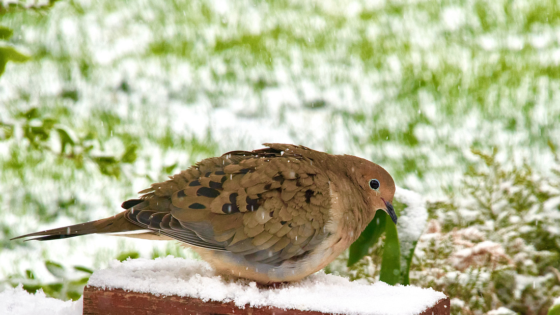 Mourning Dove "These Are The Halcyon Days"