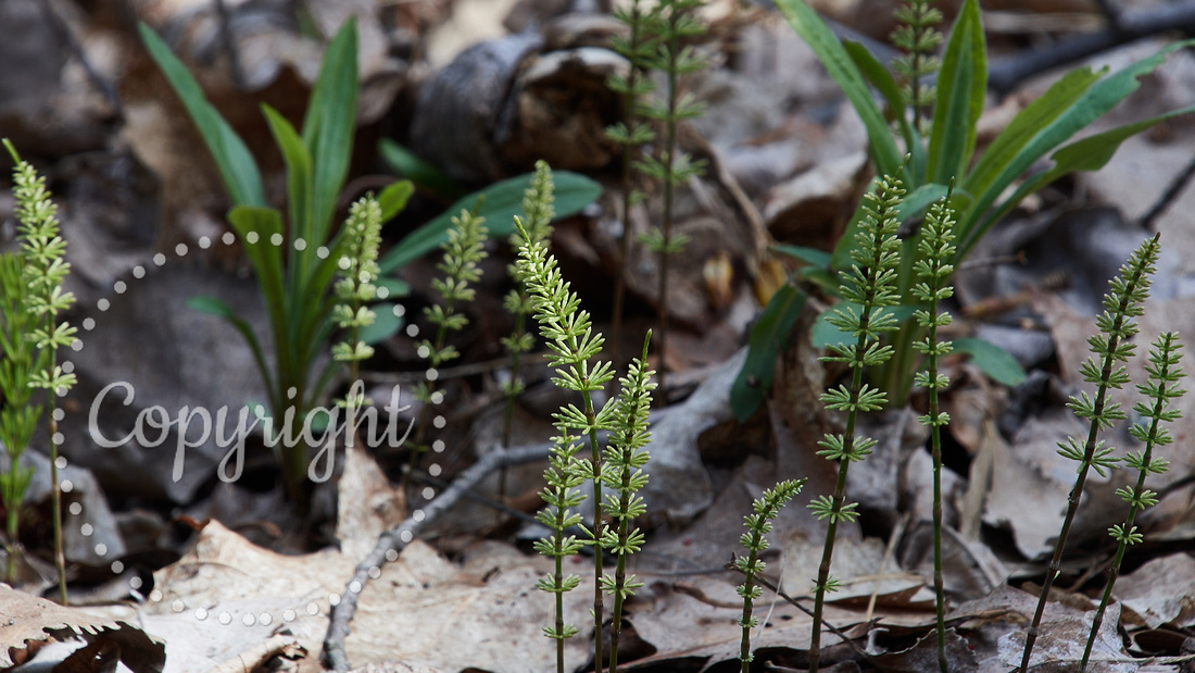 May 5 Field Horsetail