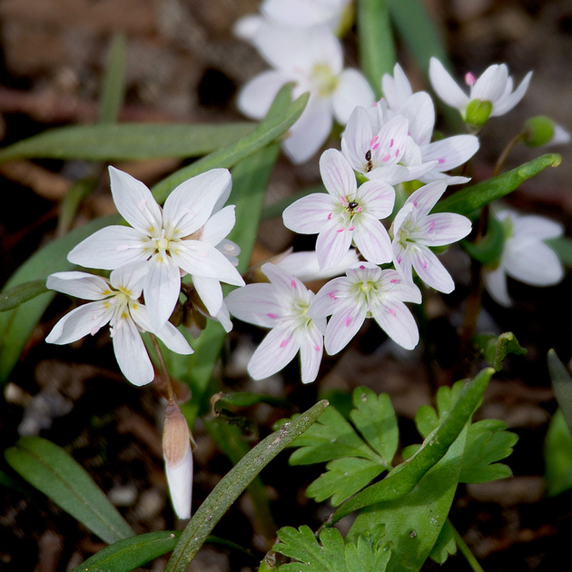 Spring Beauty
