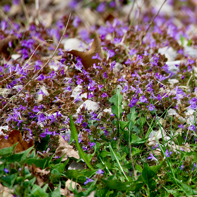 Ground Ivy
