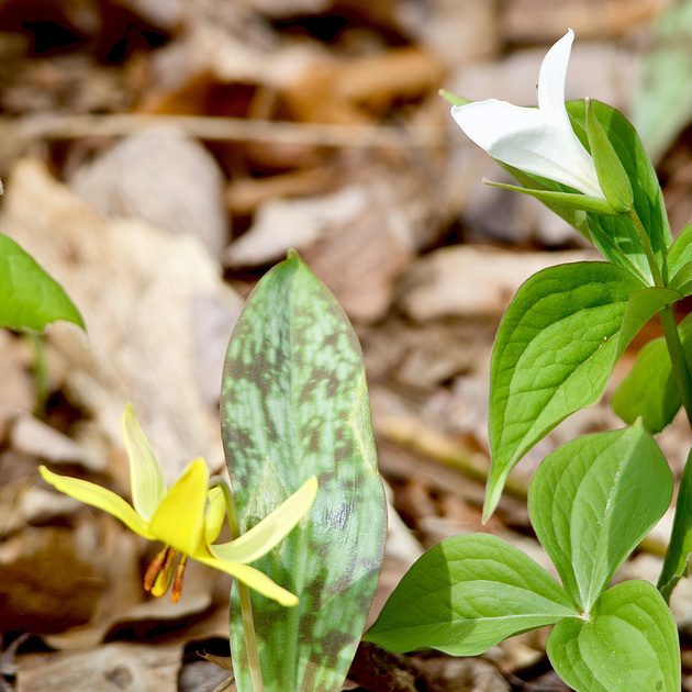 Trillium & Yellow Trout Lily