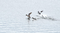Duck sprints