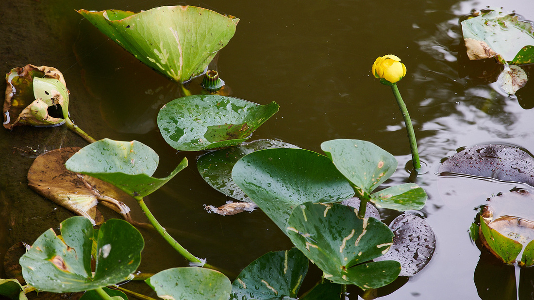 Spatterdock or Yellow Water Lily  (Nuphar lutea)