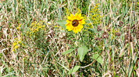 P. Sunflower