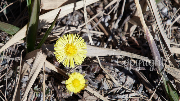 April 12 Colt's Foot