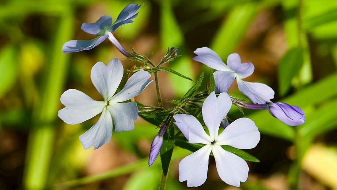 Forest Phlox