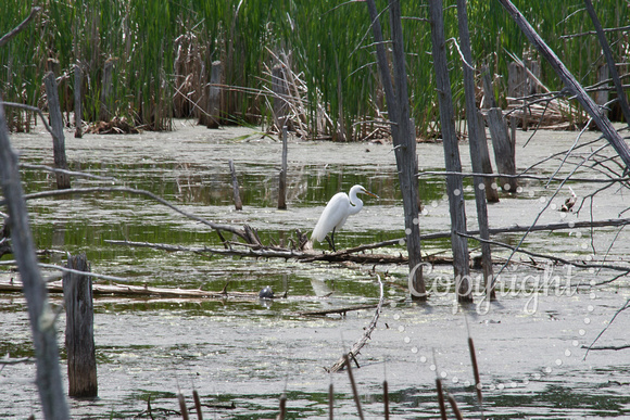 Broomfield Marsh 1