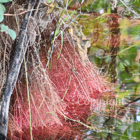 Clover Dodder (Cuscuta epithymum)