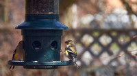 "Harriet" - American Goldfinch (Carduelis tristis).
