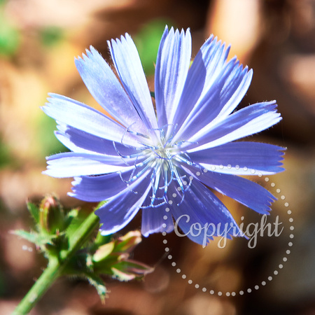 Chicory (Cichorium intybus)