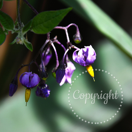 Bittersweet Nightshade (Solanum dulcamara)