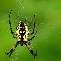 Black and Yellow Garden Spider (Argiope aurantia)