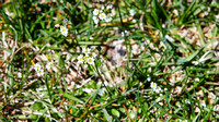 April  28 Whitlow-grass