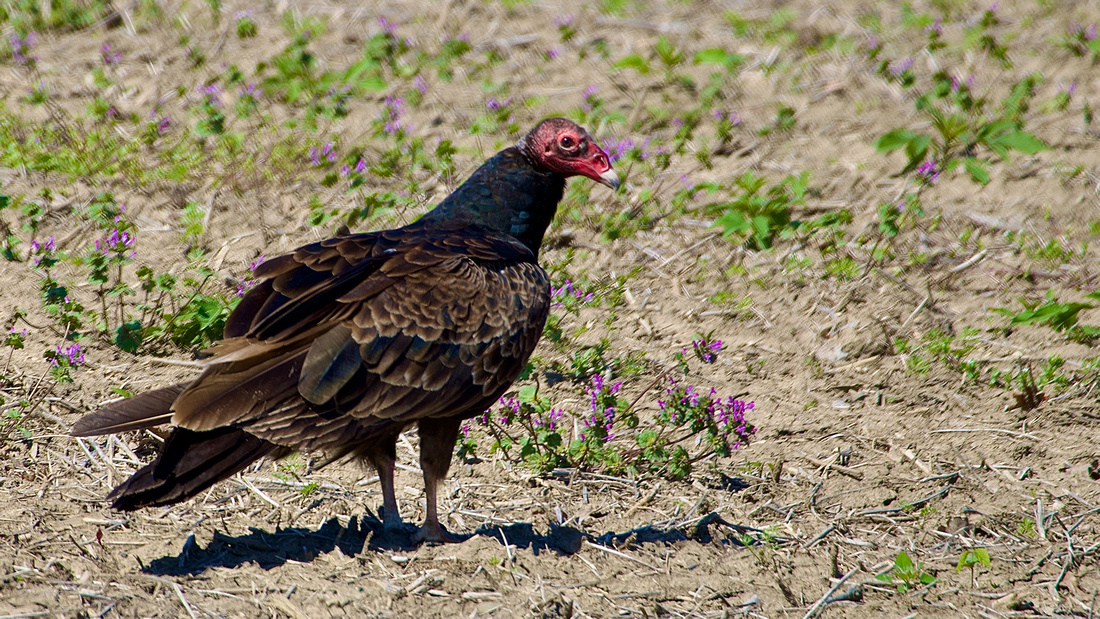 Turkey Vulture