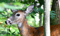 Deer, shedding summer coat, Presqu'ile PP.
