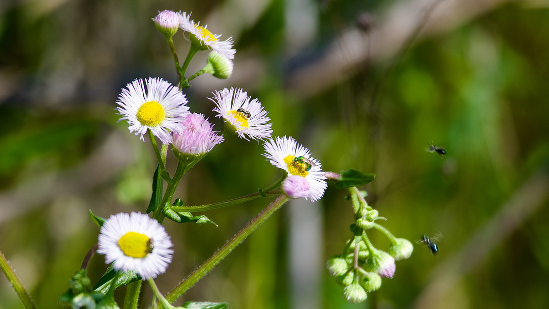 Daisy (or Philadelphia) Fleabane