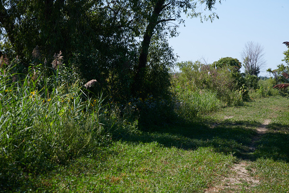 Couture Dyke (and Egret Tree) at Hillman Marsh