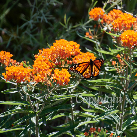 Butterfly Weed (Asclepias tuberosa)