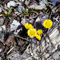 Coltsfoot (Compositae)