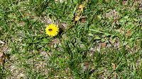 Dandelion, Common (Taraxacum officinale)