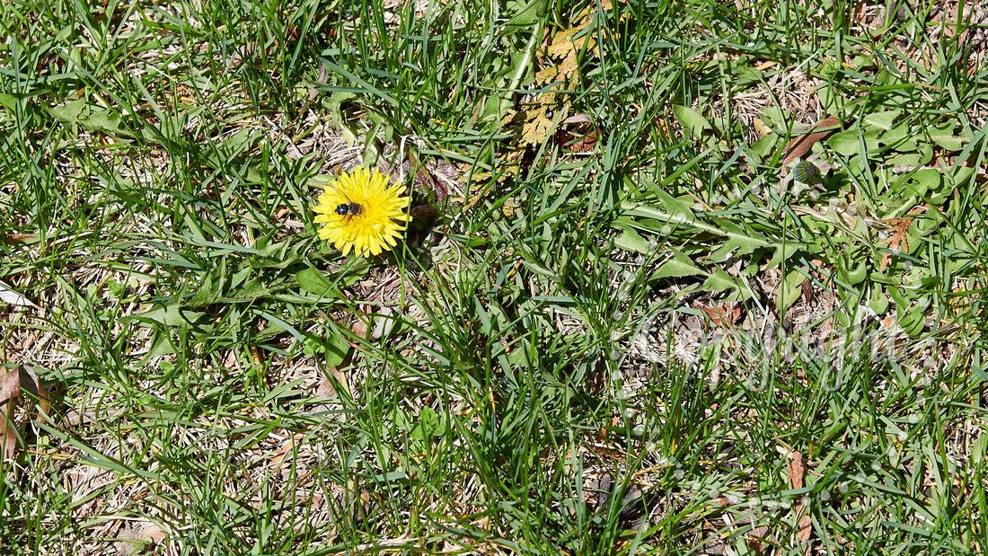 Dandelion, Common (Taraxacum officinale)